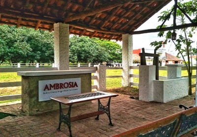 ambrosia ambrosia