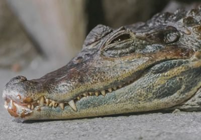 caiman caiman